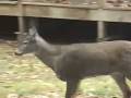 videos de NH: Lost Bambi charms Keene neighborhood