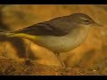 LAVANDERA CASCADE�A / GREY WAGTAIL