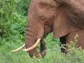 Serengeti and Ngorongoro Impressions