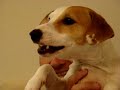 Jack Russell Terrier