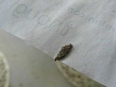 Adventures as a bag worm