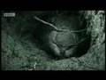 Going underground with a wombat - extreme animals - BBC wildlife
