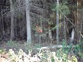MOV01766