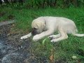 tank...kangal...hasan ustboga...sledderlo...kangaldog