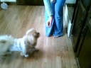 My Pekingese, Princess :)