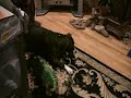 PLEO and the pitbulls