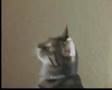 Bengal-Kitten-Splat