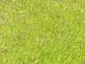 videos de car jakin