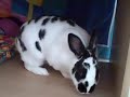 MacKenzie Bunnies - Bubbles Doodle Bug in Bunny Club House