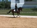 Imported Hanoverian gelding for sale- FEI Dressage Candidate