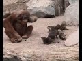 Otters visiting orang-outang - Hagenbeck\ Otters visiting orang-outang - Hagenbeck\
