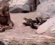 Otters visiting orang-outang