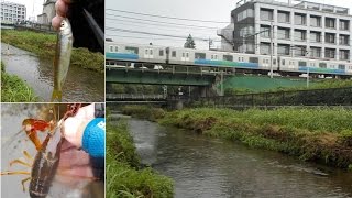 住宅地を流れる黒目川で釣り、オイカワやザリガニ丸ごとブイヤベース
