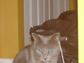 Kato The Kittypet - Preview Kato The Kittypet - Preview