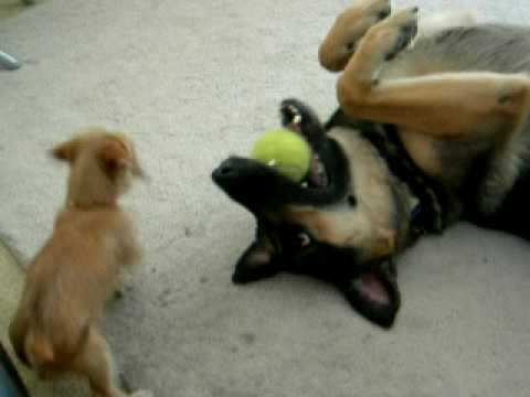 Yorkiepuppies Youtube on Puppy Owns German Shepherd