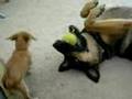 Puppy Owns German Shepard