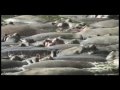 Wendy and Bruces African Safari Nov 2009  (low res 200MB).mov