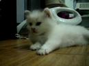 plamya @ 1 mth plamya @ 1 mth