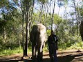 African Elephant Presentation