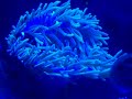 Maroon Clownfish and Anemone Under Actinic Light