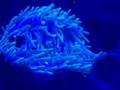 Maroon Clownfish and Anemone Under Actinic Light
