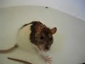 my-boy-in-a-bath-full-of-rats.html