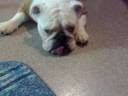 Englisg bulldog