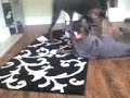 chewing rag