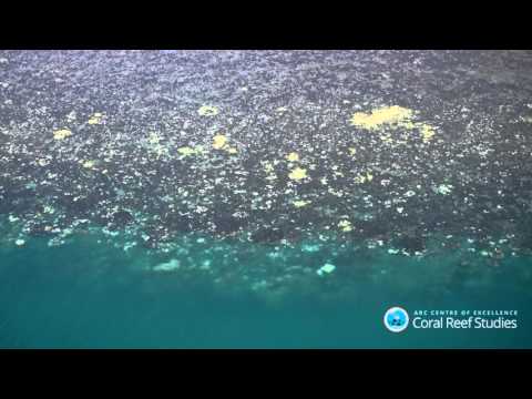 Aerial surveys of the northern Great Barrier Reef during the 2016 coral bleaching event