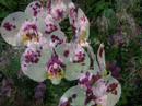 World Orchid Conference 19 second clip