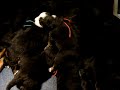 pups winny 3 weken