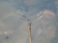 ???????Sympetrum gracile Oguma???Video 04