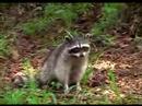 Roadside Raccoons Roadside Raccoons