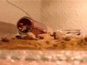 Camponotus rufoglaucus feae beim Steine schleppen Camponotus rufoglaucus feae beim Steine schleppen