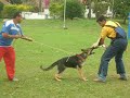 Proteção de filhote