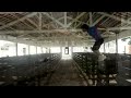 Le Parkour Crato Saulo  Vodka