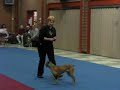 踊る犬動画