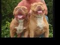 star kennels, dogs imprisoned