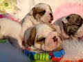 English Bulldog puppies 3 wks old English Bulldog puppies 3 wks old