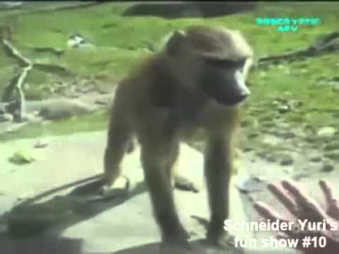 животное животные – кто такие?