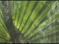 THE CYPRESS SWAMP THE CYPRESS SWAMP