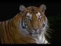 tigres roux