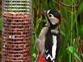 Great Spotted Woodpecker Great Spotted Woodpecker