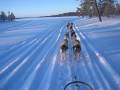 videos de training racing team finnmarkslopet !