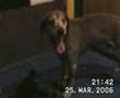 Dog fuxxx Cat