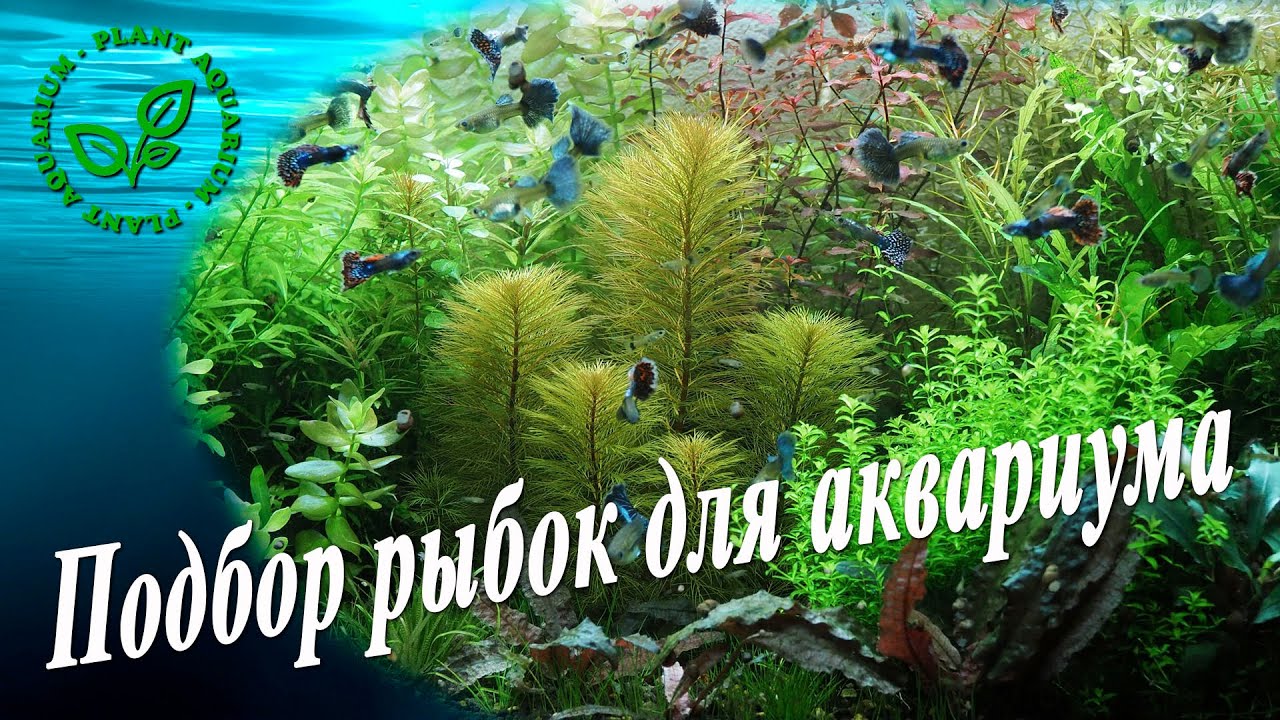 Подбор рыбок для аквариума