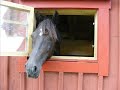 Min ponny Mulle
