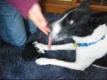 Charlie Parker Piano playing dog