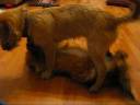 scamp and gizmo_0001.wmv