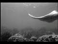Mermaid Freediving (B&W)